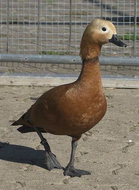 守时